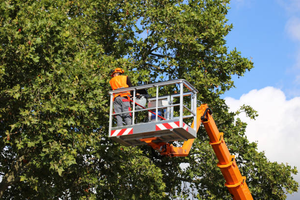 Best Tree Health Inspection  in Munsey Park, NY